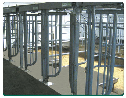 How To Choose Cattle Milking Equipment? Expert Advice