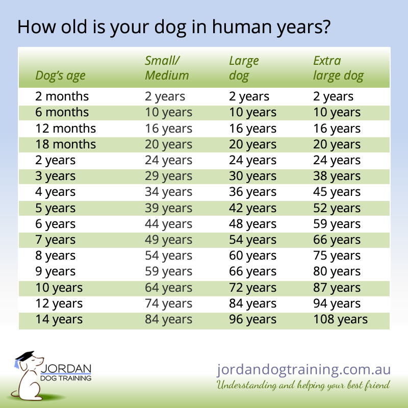 How To Convert Dog Years To Human Years Jordan Dog Training