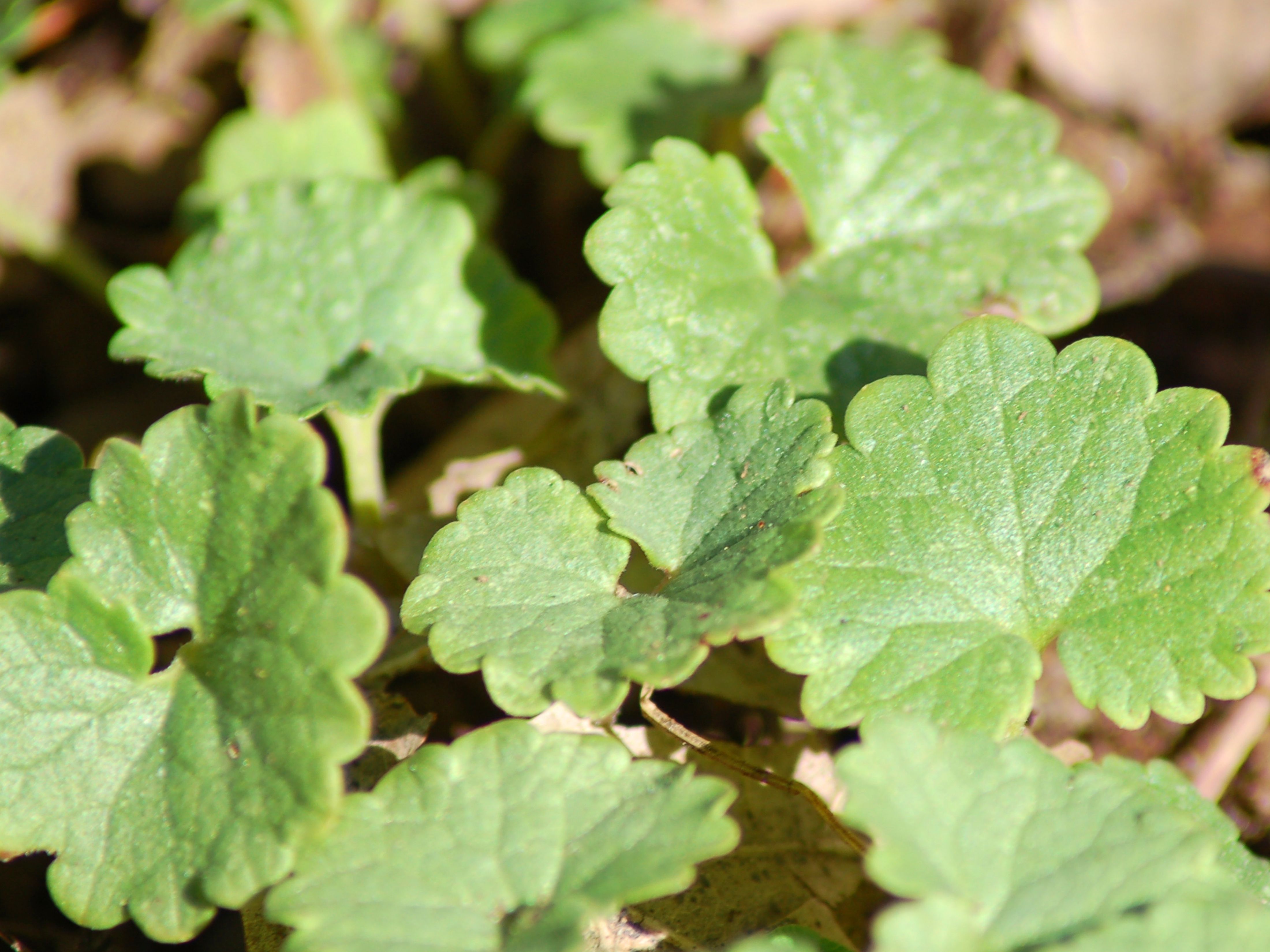 How To Get Rid Of Creeping Charlie Weed Gardening Know How