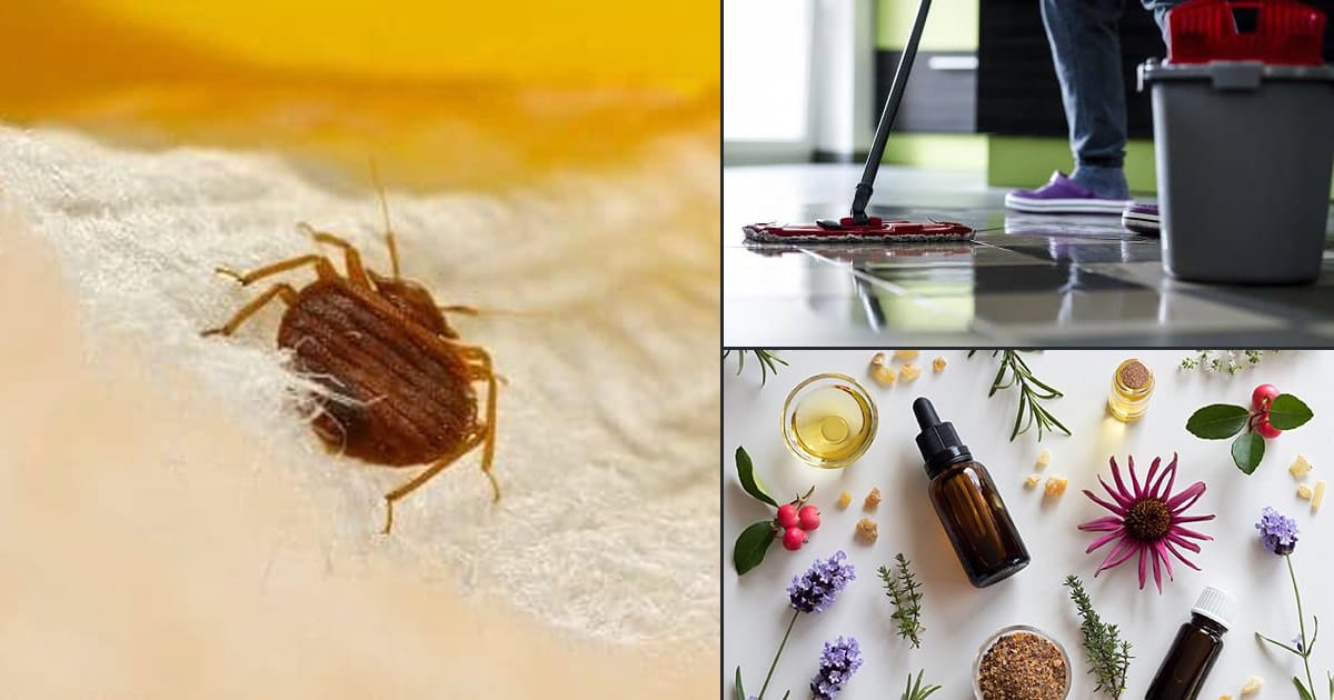 How To Get Rid Of Dust Mites 9 Effective Methods