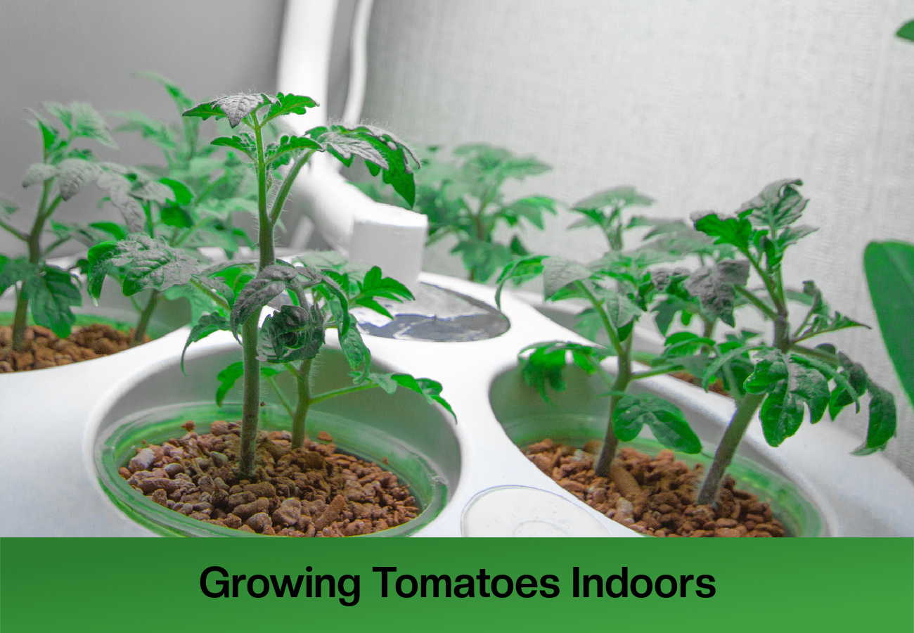 How To Grow A Tomatoes