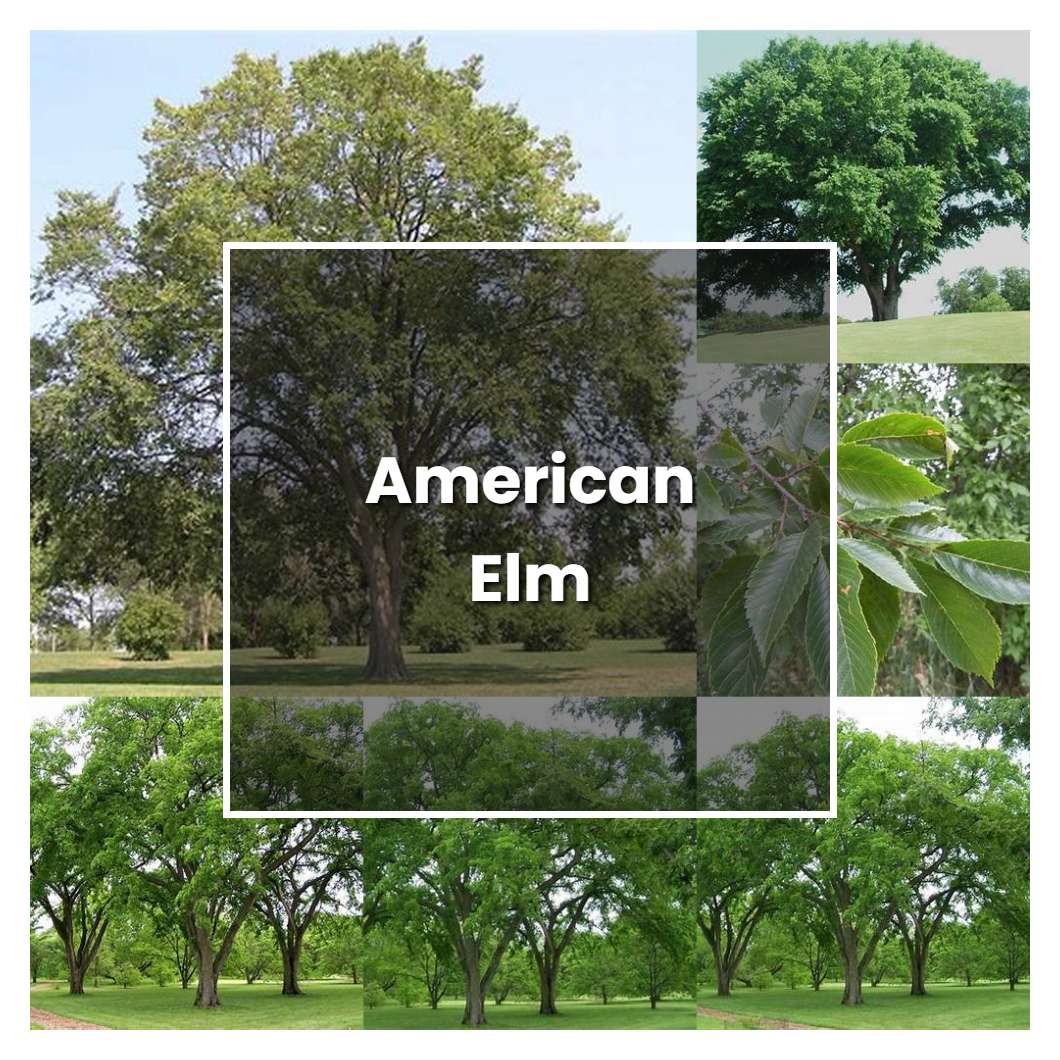 How To Grow American Elm Plant Care Tips Norwichgardener