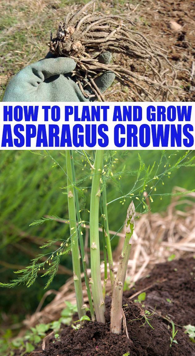 How To Grow Asparagus And Plant Crowns