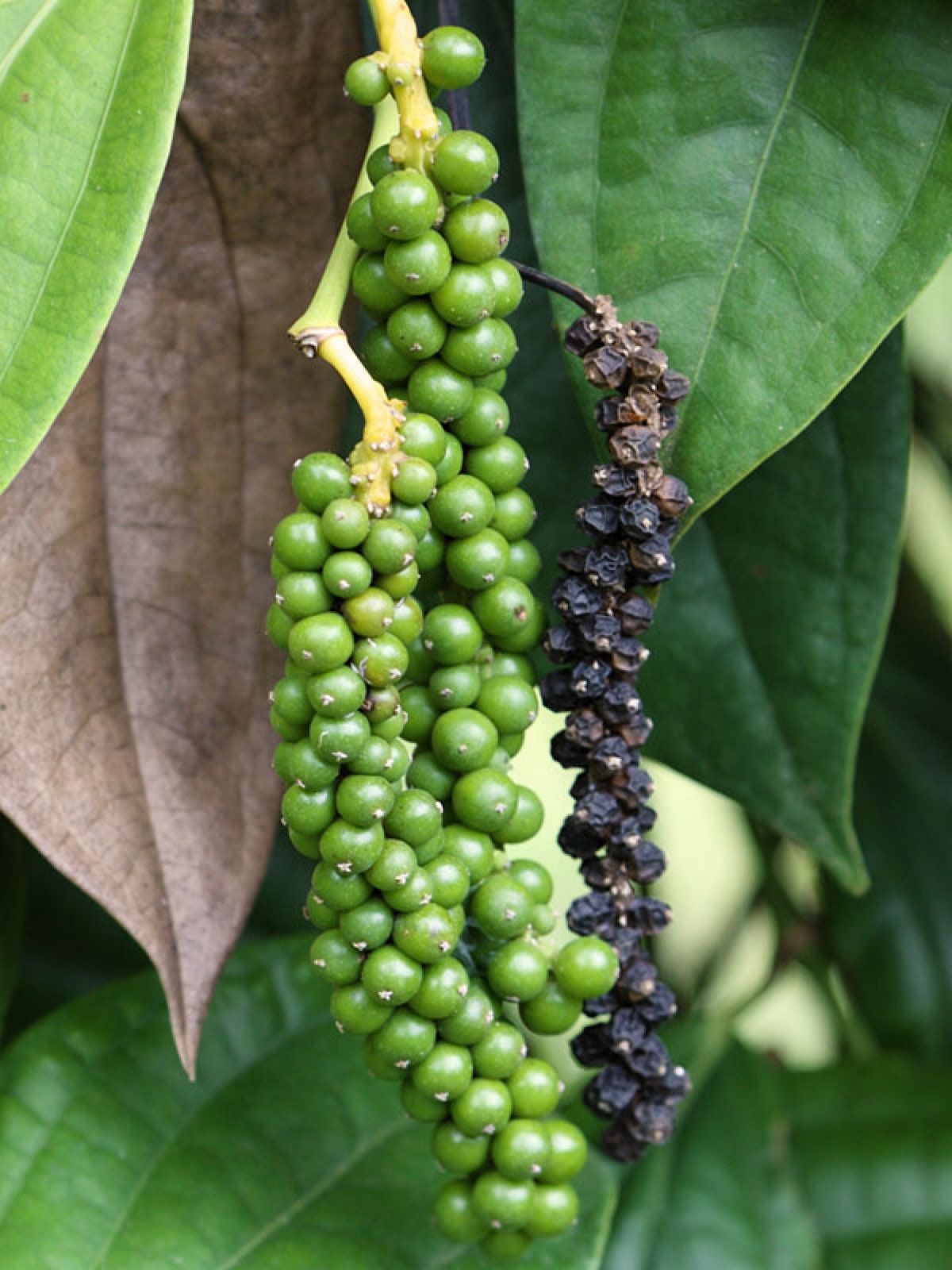 How To Grow Black Pepper Growing Peppercorns Plant Piper Nigrum