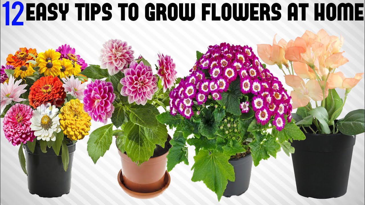 How To Grow Flowers For Butterflies? Easy Tips