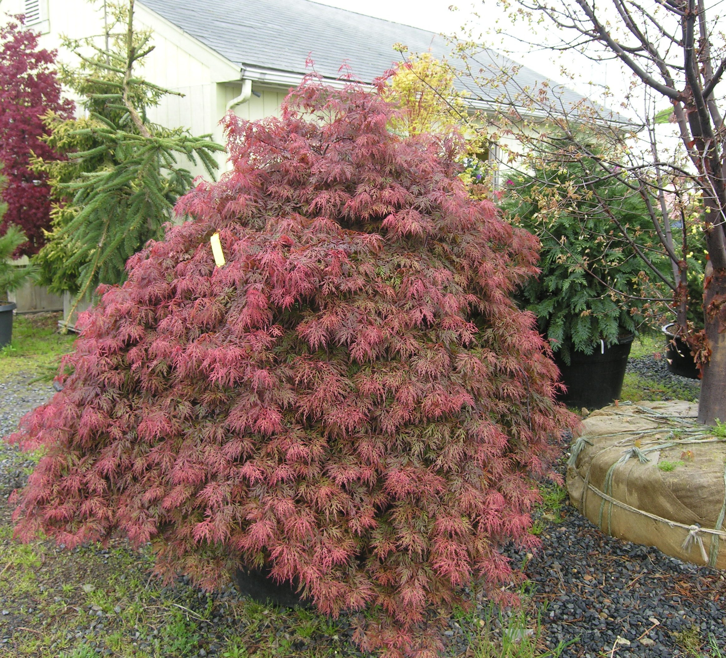 How To Grow Laceleaf Japanese Maple? Expert Advice