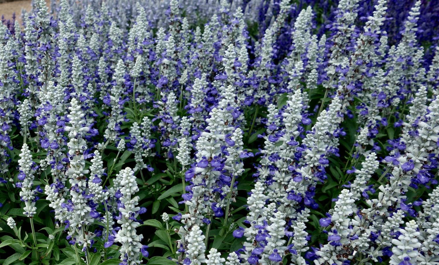 How To Grow May Night Salvias? Bloom Secrets