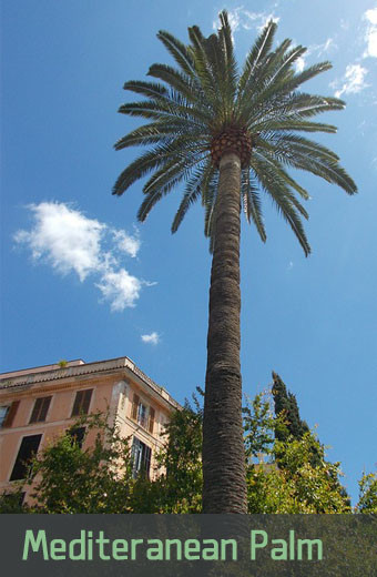 How To Grow Mediterranean Palm Tree? Fast Results