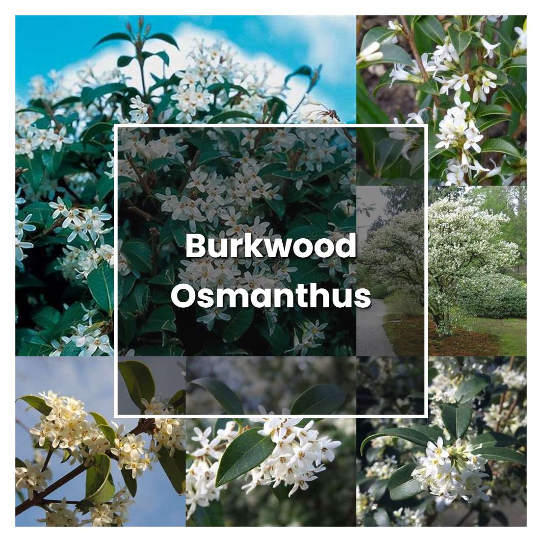 How To Grow Osmanthus Goshiki Plant Care Tips Norwichgardener