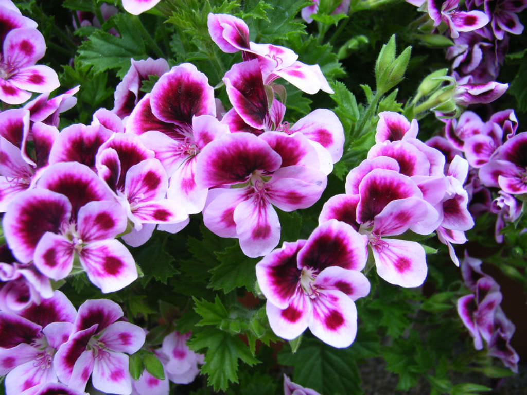 How To Grow Pelargonium Zonale Earthone