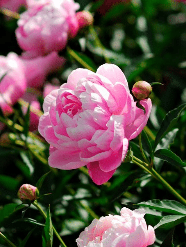 How To Grow Peonies Your Complete Guide House Of Hawthornes