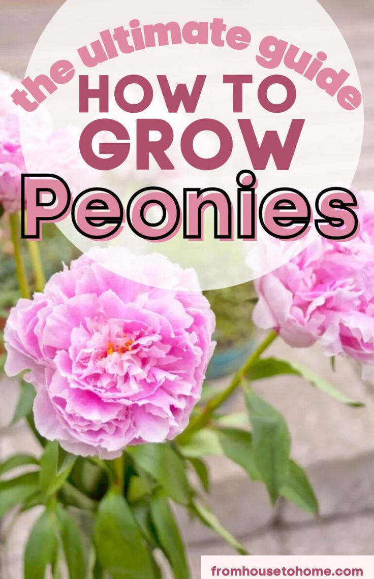 How To Grow Peonies