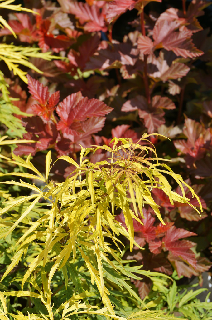 How To Grow Sambucus Sutherland Gold? Easy Guide