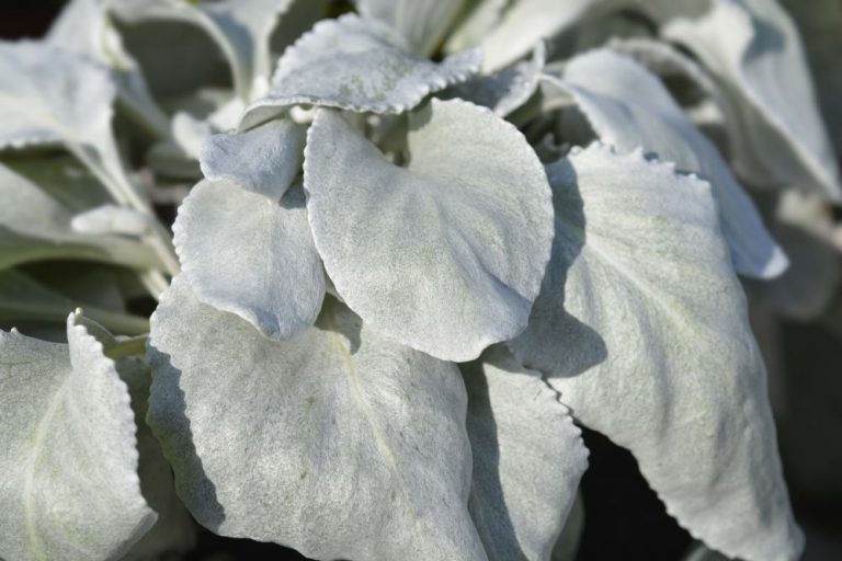 How To Grow Senecio Angel Wings? Easy Guide