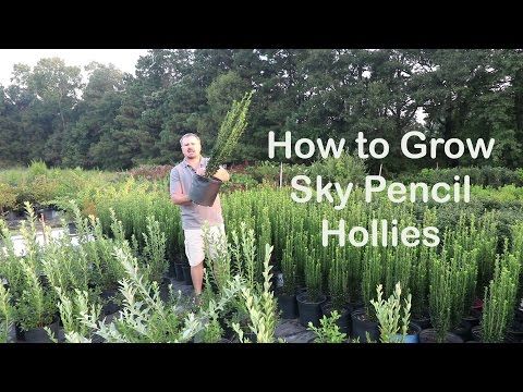 How To Grow Sky Pencil Hollies The Easy Upright Evergreen Shrubs