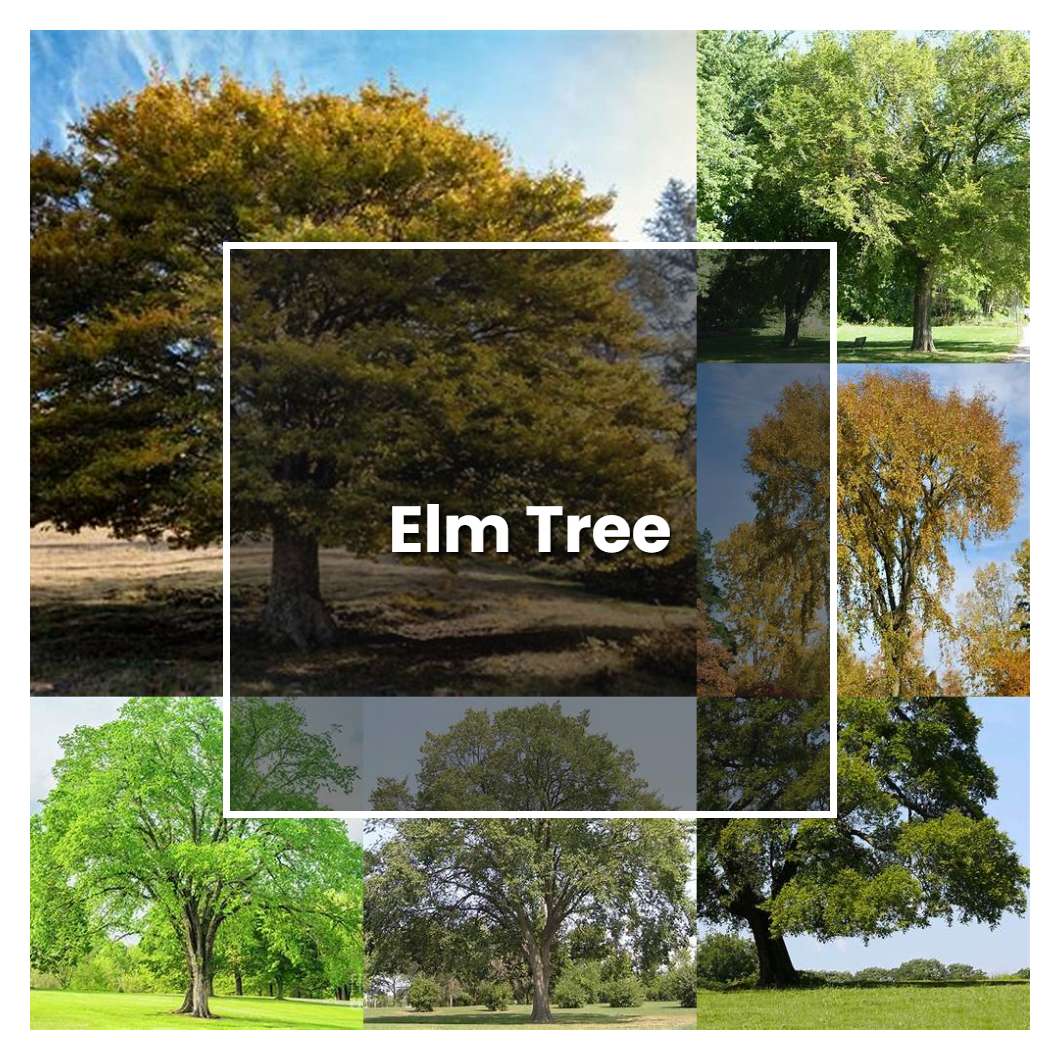 How To Grow Slippery Elm Tree? Easy Care Tips