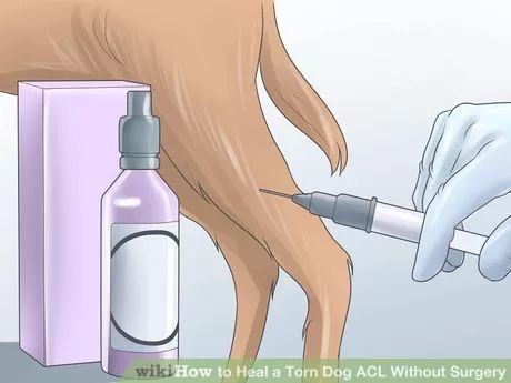 How To Heal A Torn Dog Acl Without Surgery 11 Steps Torn Acl In Dogs Cruciate Ligament In