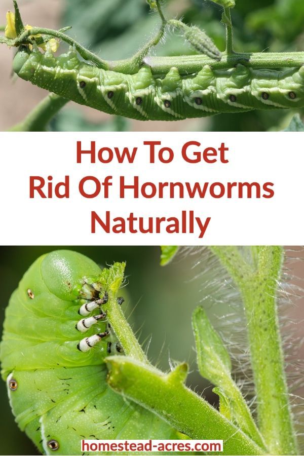 How To Identify And Get Rid Of Tomato Hornworms Guide