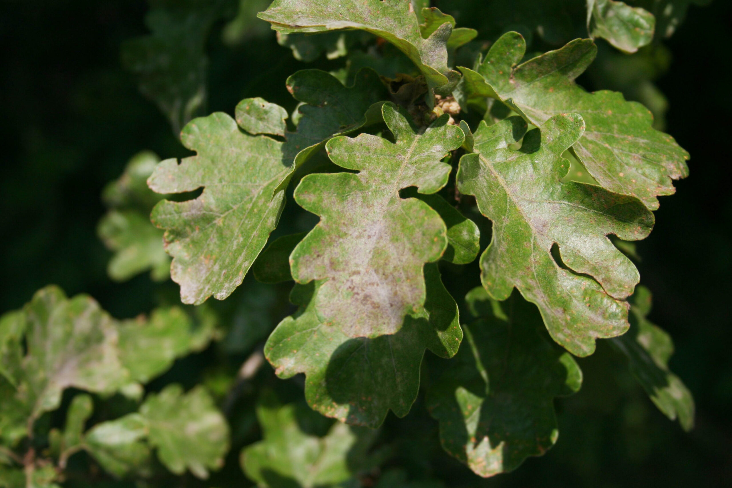 How To Identify Oak Tree Diseases? Save Your Tree