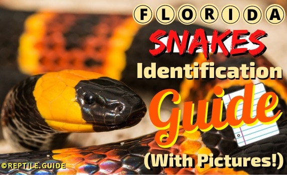 How To Identify Rat Snakes In Florida? Safety Guide