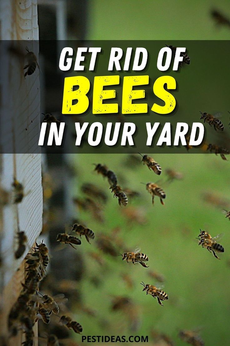 How To Know For Sure If You Have Ground Bees In Your Yard Or Something