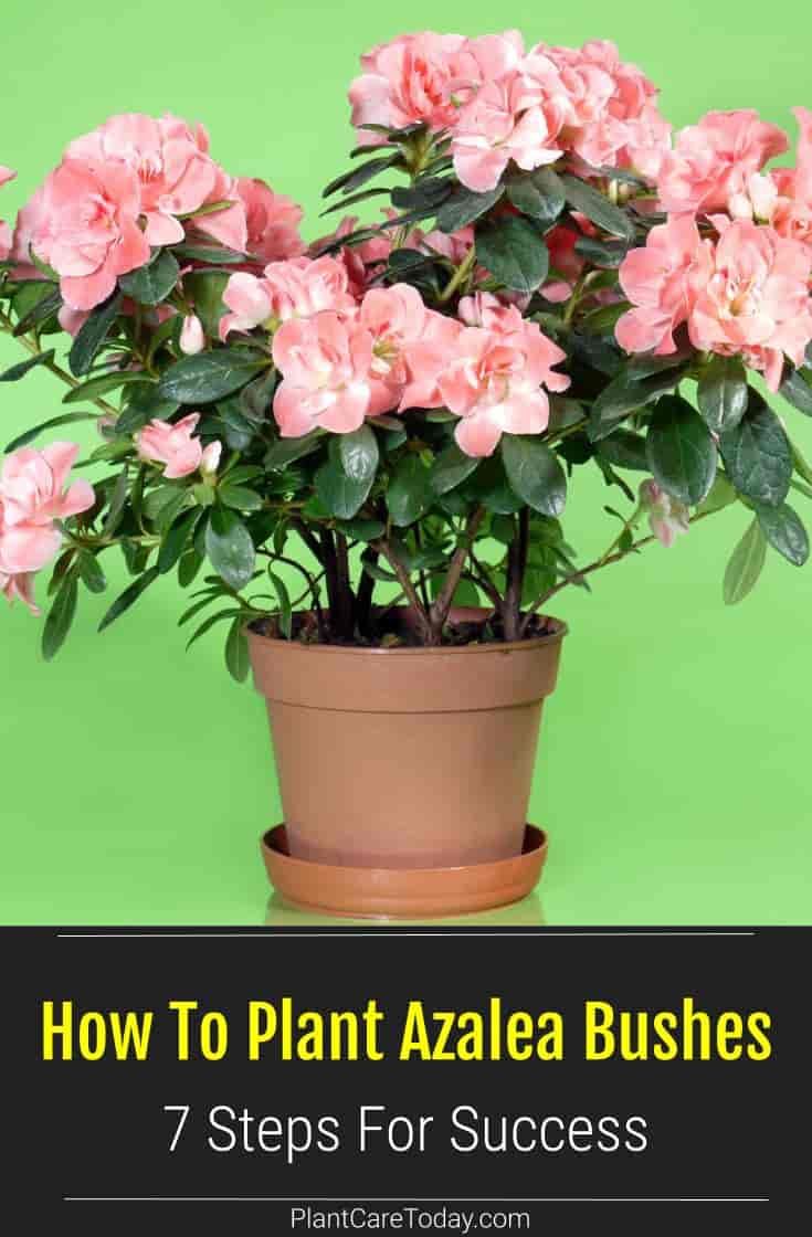 How To Plant Azalea Bushes 7 Steps For Success