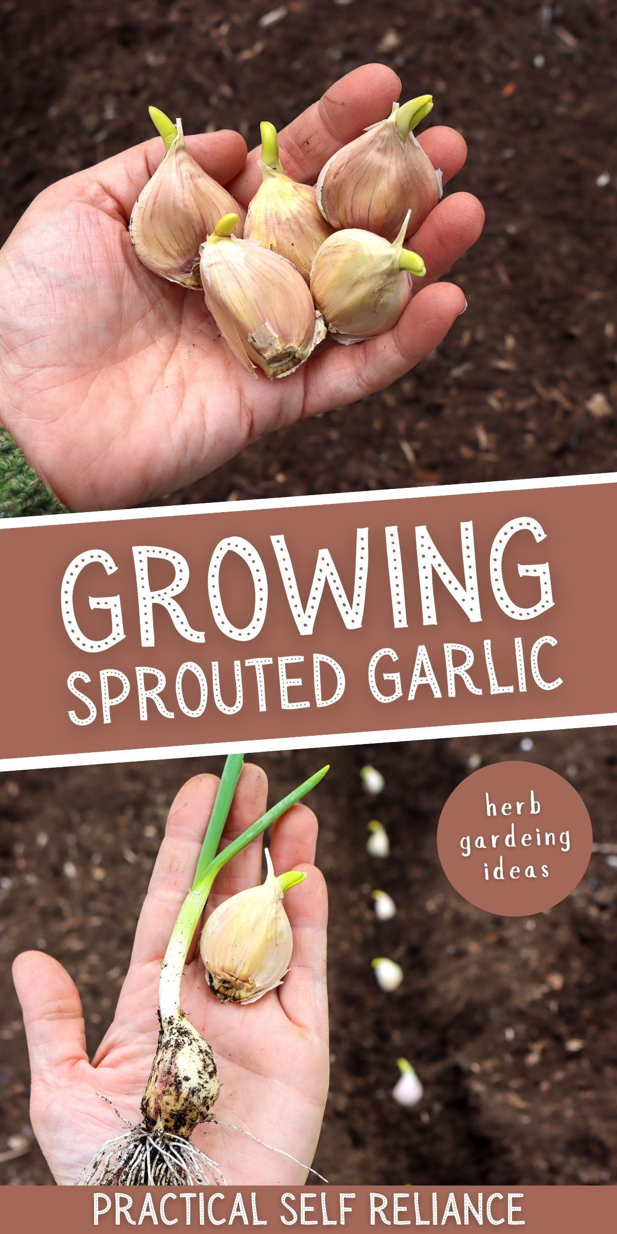 How To Plant Garlic In The Fall Planting Garlic Growing Garlic Garlic