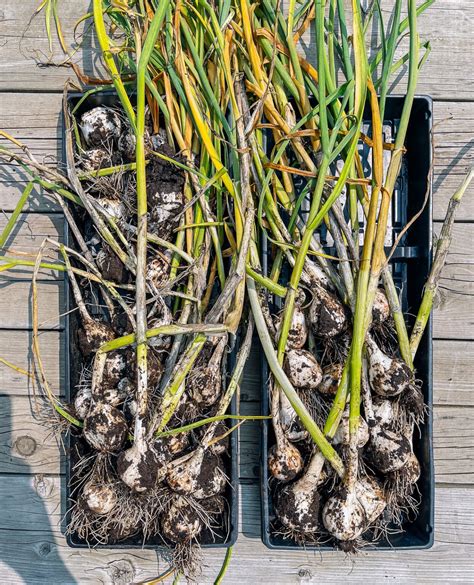 How To Planting Garlic