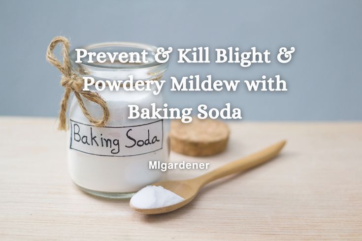 How To Prevent And Kill Tomato Blight And Powdery Mildew With Baking Soda