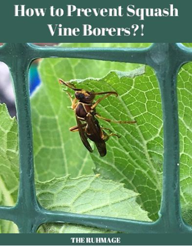 How To Prevent Squash Vine Borers The Ruhmage