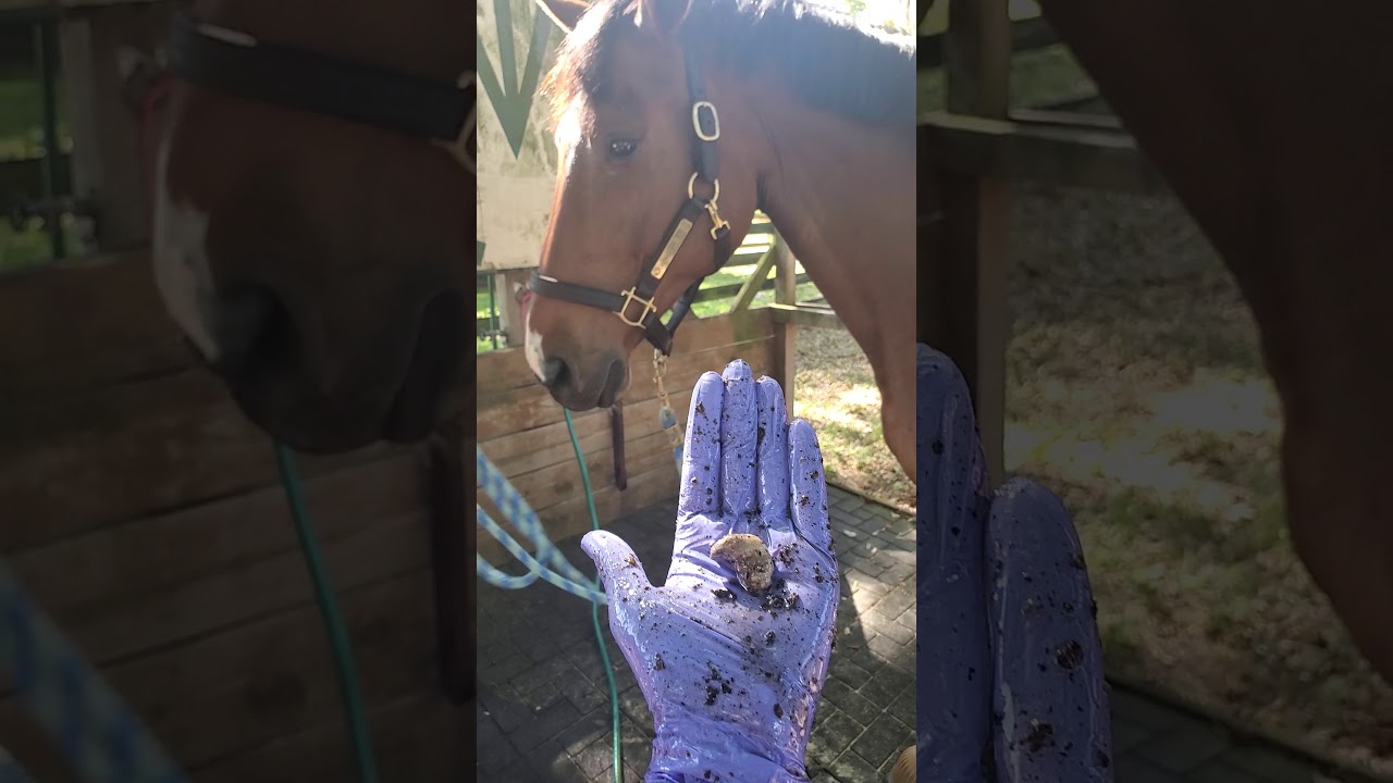 How To Properly And Thoroughly Clean Your Horse S Nose And Mouth Youtube