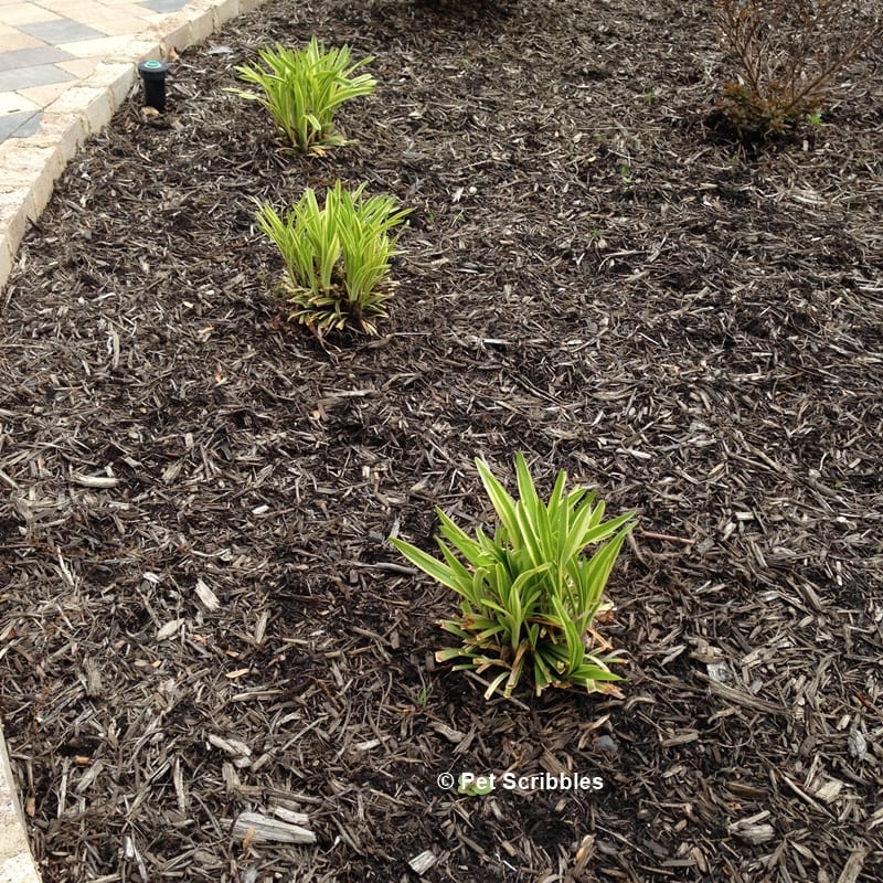 How To Prune Variegated Lilyturf Liriope Muscari Garden Sanity By Pet Scribbles