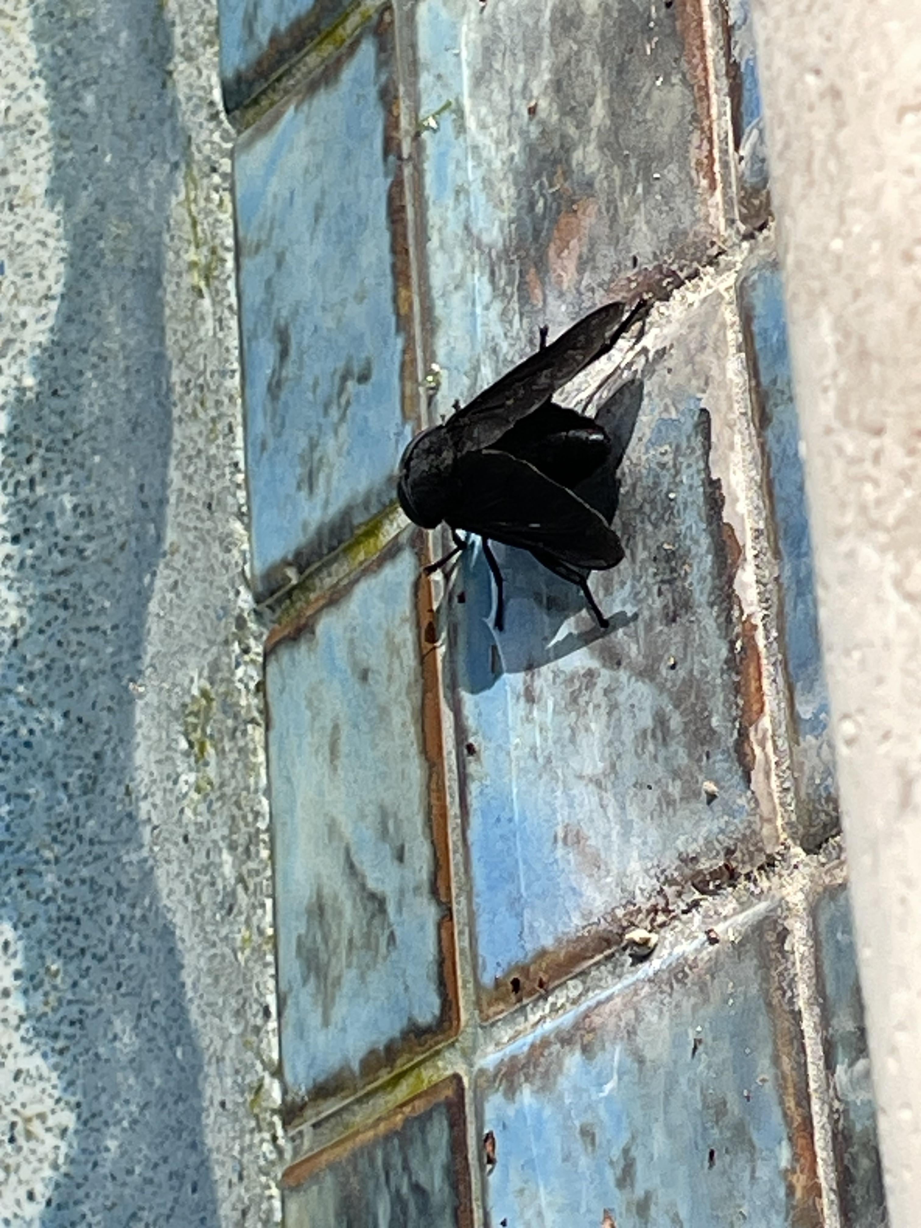 How To Stop Big Black Flying Bug? Solutions