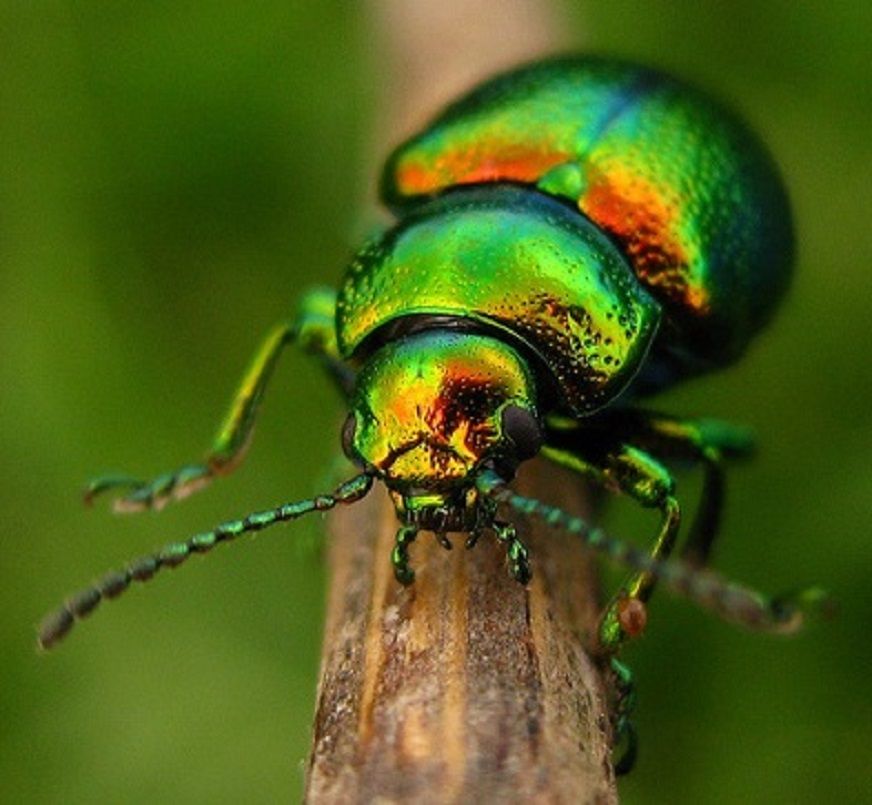 How To Stop Metallic Green Beetle Infestation?