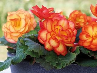 How To Store Tuberous Begonia Tubers? Winter Care