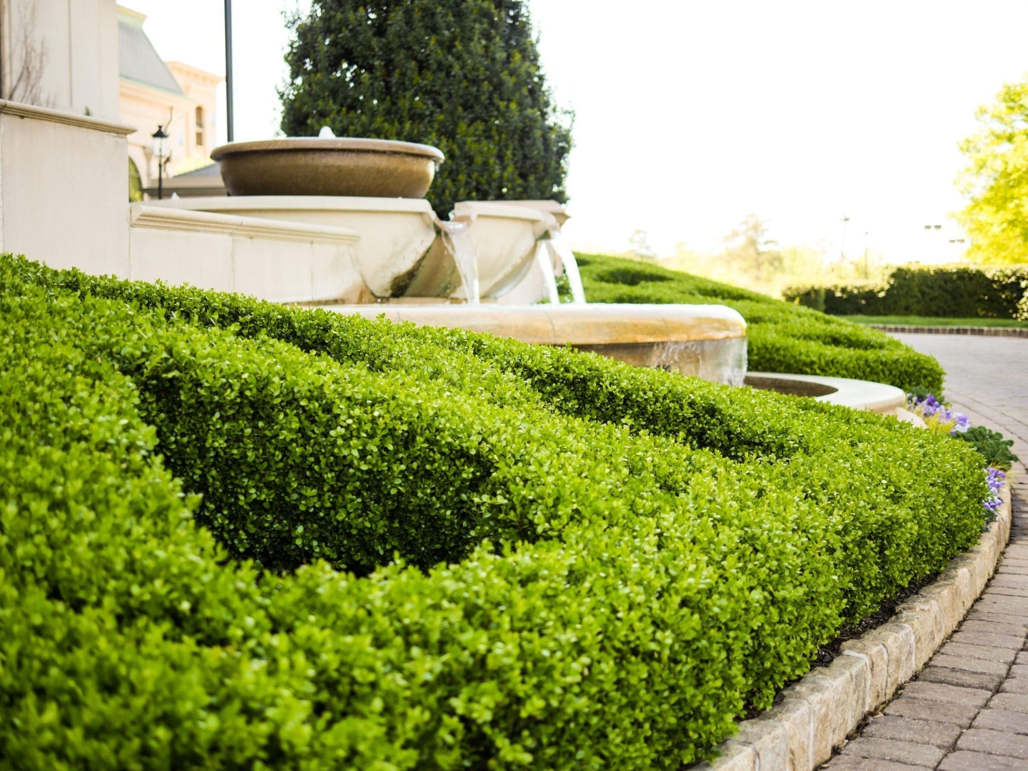 How To Substitute Boxwood Hedge? Best Alternatives