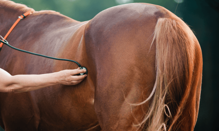 How To Tell If A Horse Is Pregnant Vale Stables