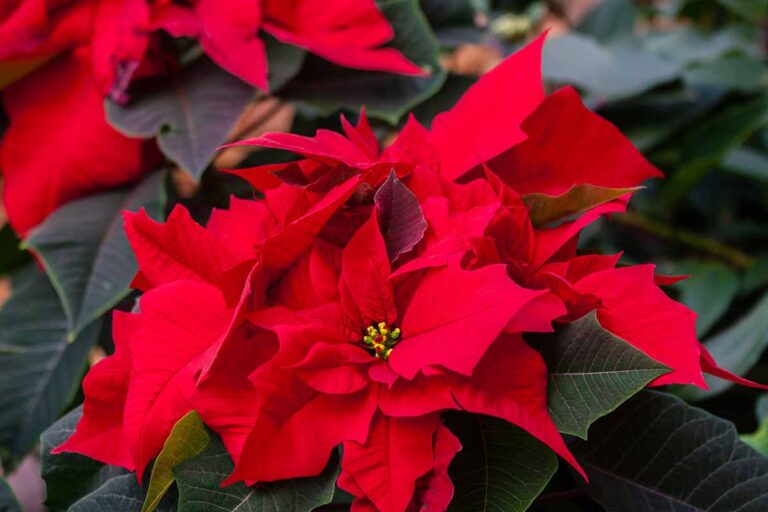 How To Transplant Poinsettias Outside Gardener S Path