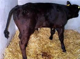 How To Treat Blackleg In Cattle? Effective Solutions