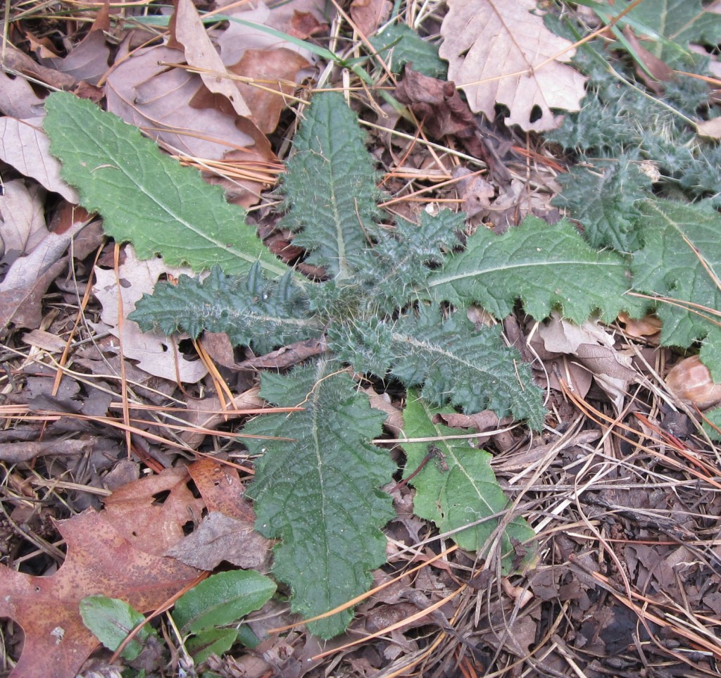 Huge Thistle Guide: Identify And Control