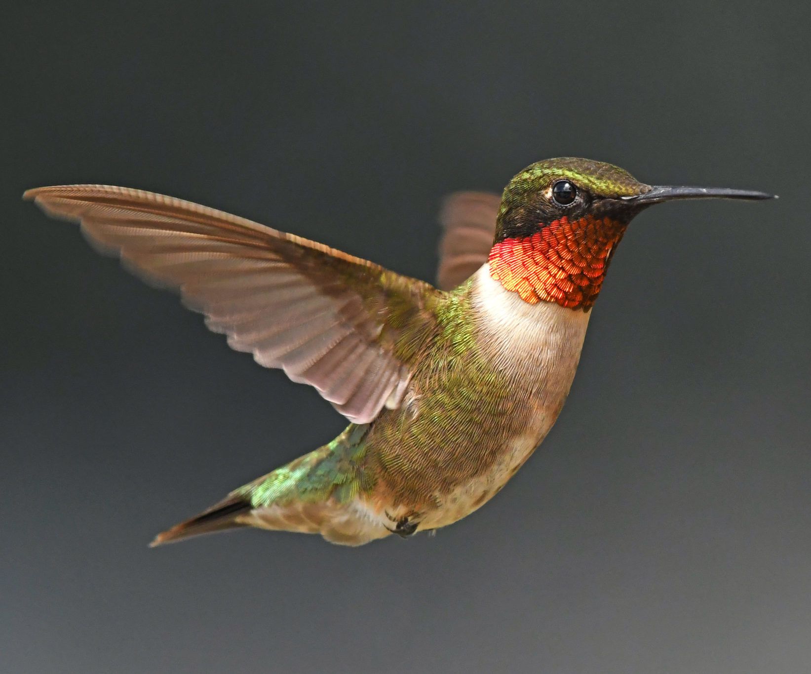 Hummingbirds In Florida