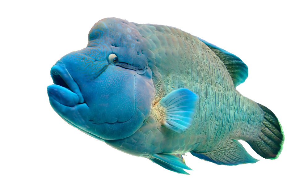 Humphead Maori Wrasse National Zoo Aquarium