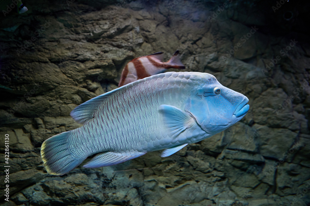 Humphead Wrasse In An Aquarium At Mall Of Saint Petersburg Russia