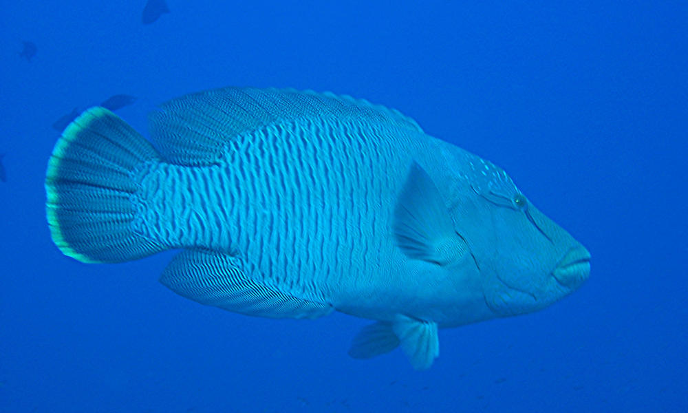 Humphead Wrasse In Aquarium