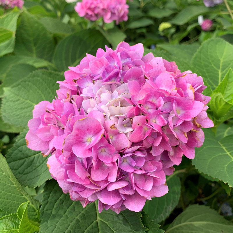 Hydrangea Macrophylla Endless Summer Pink Hortensie Bcm Baumschule Christoph Marken