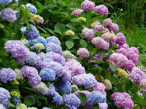 Hydrangea Planting Tips: Best Time Guaranteed - Neh Institute Hub