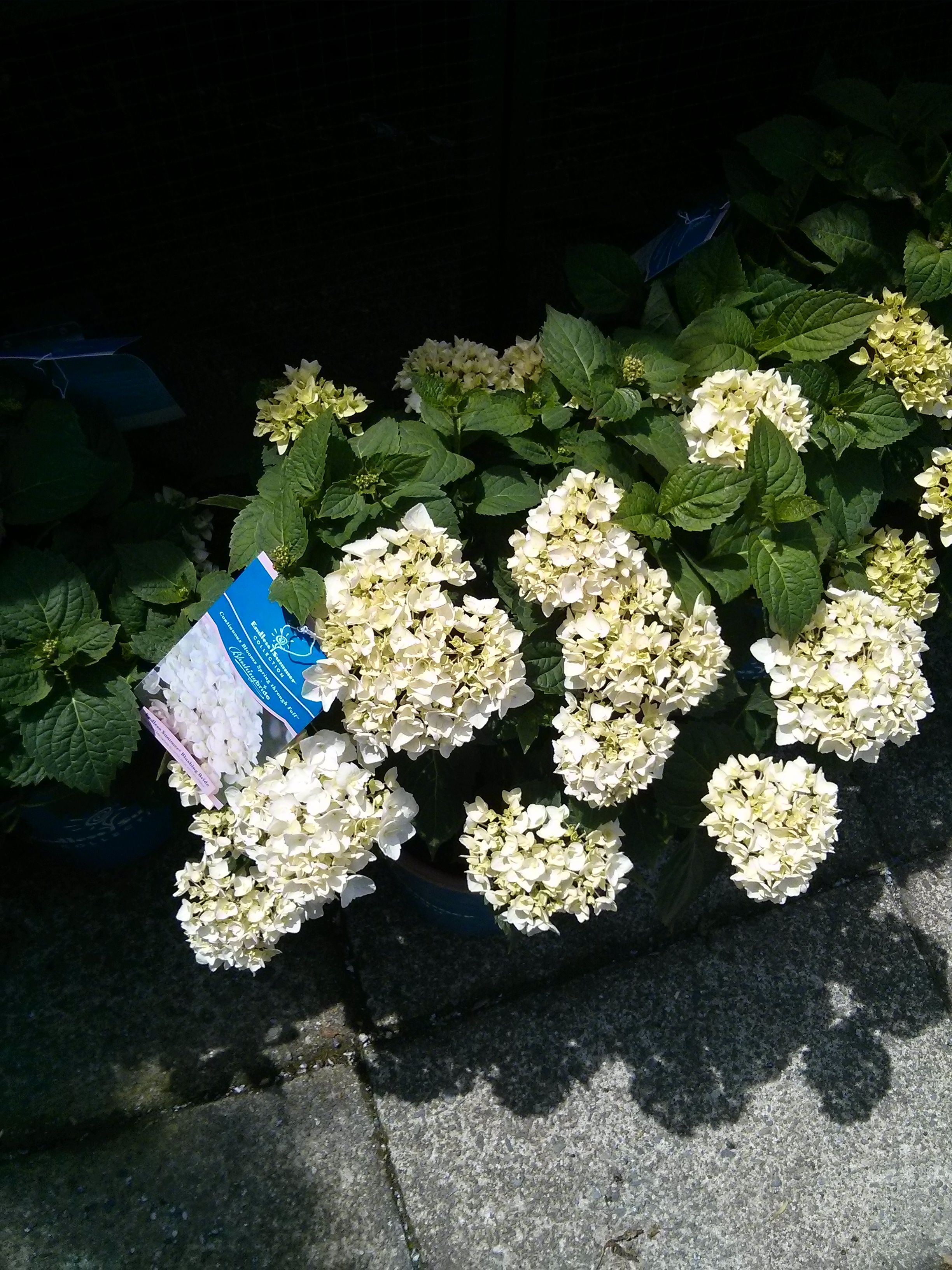 Hydrangeas Endless Summer These Plants Grow Flowers On New Growth