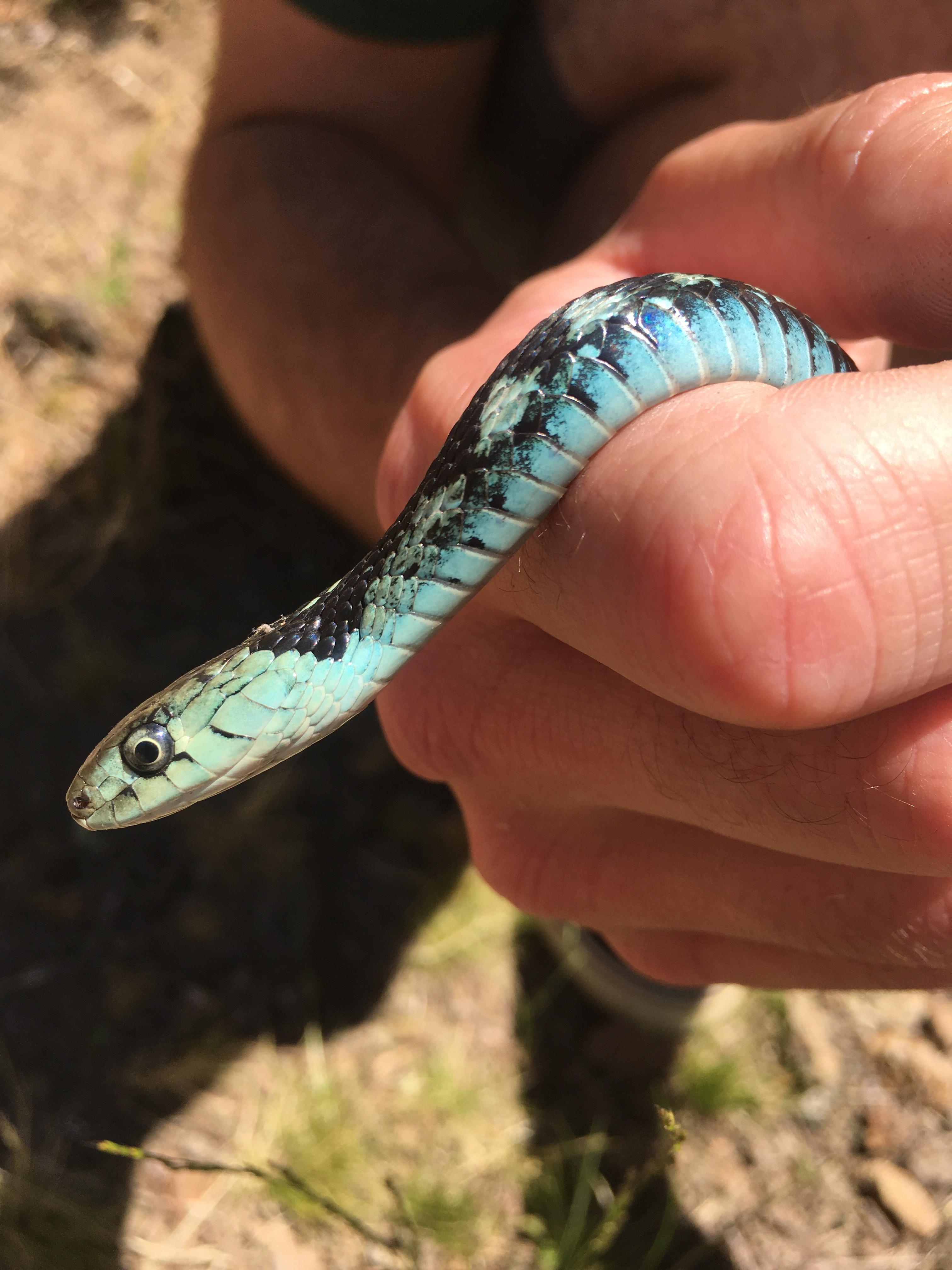 I Don T Always Get Excited About Garter Snakes But This Beautiful Blue Boye Is An Exception