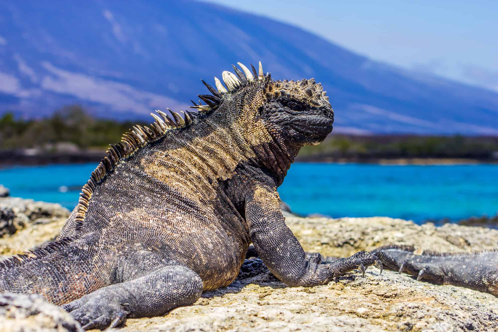 Iguana Biting Guide: Facts Revealed