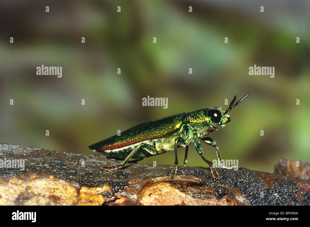 Image Of A Jewel Beetle Or Metallic Wood Boring Beetle Stock Photo